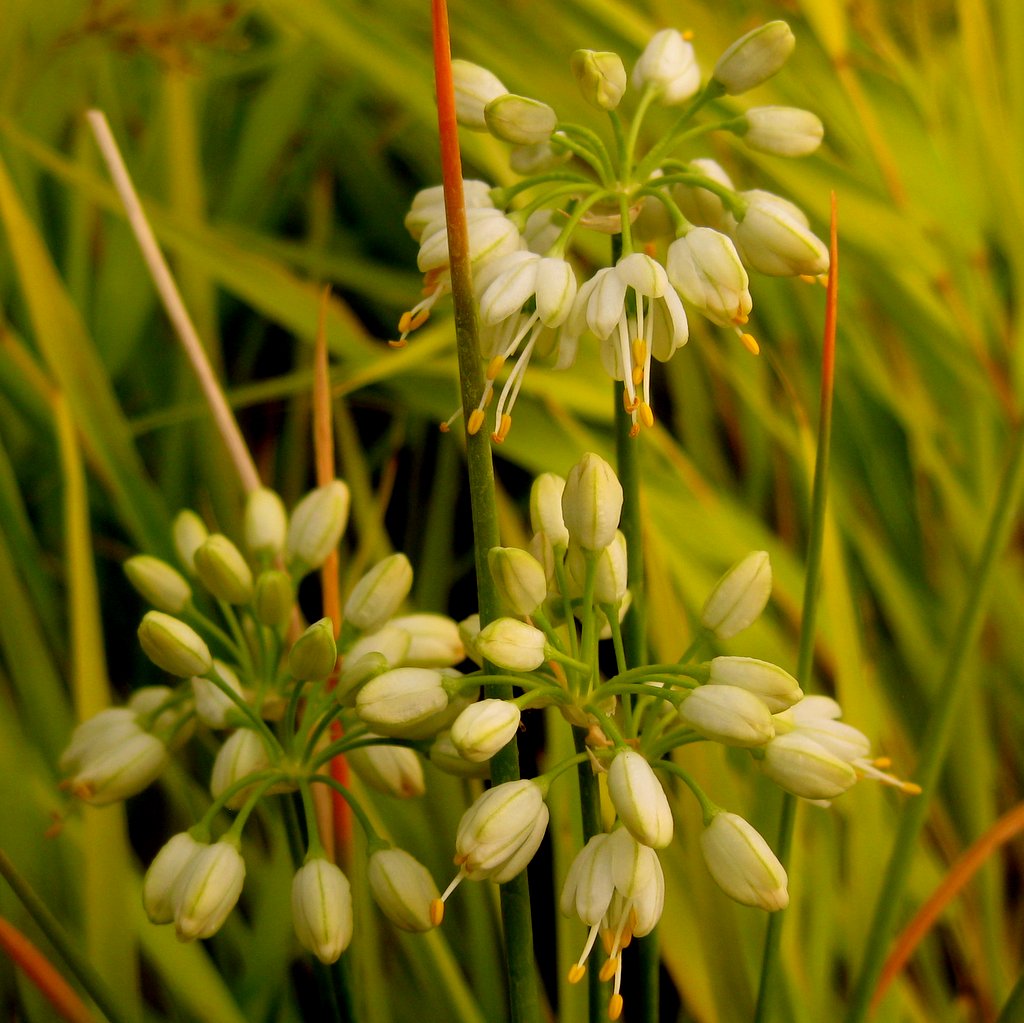 Allium thunbergii alba - Click Image to Close